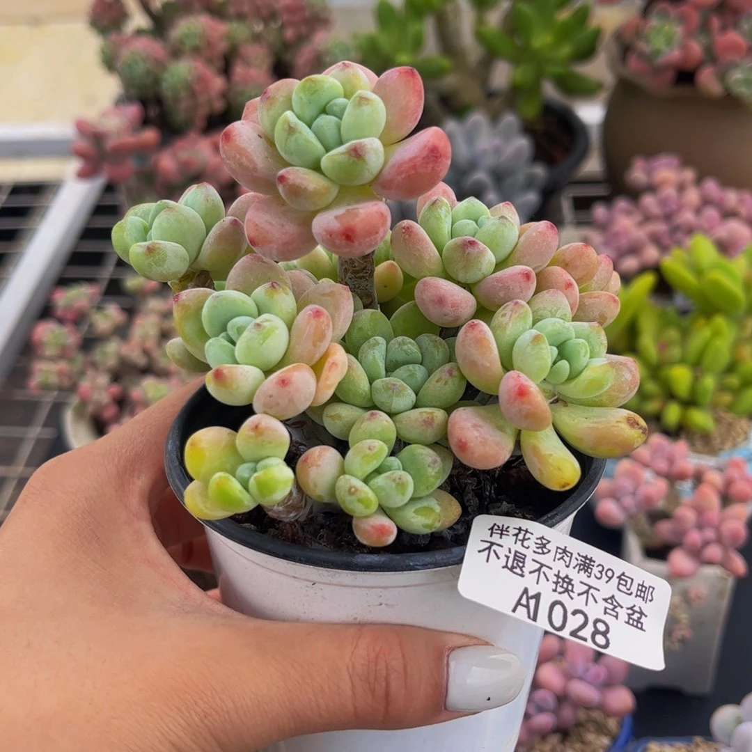 028-樱花罗琦多肉7cm