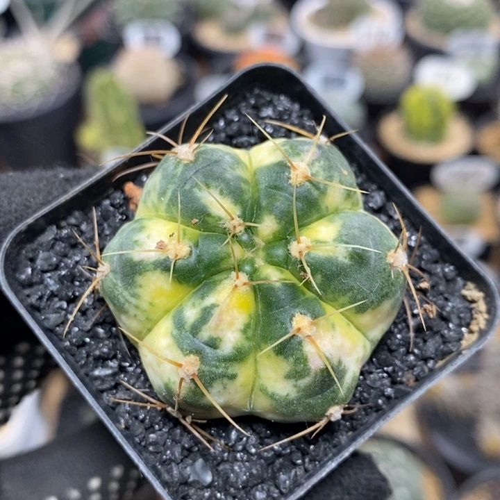 圣王丸锦97号4.3cm