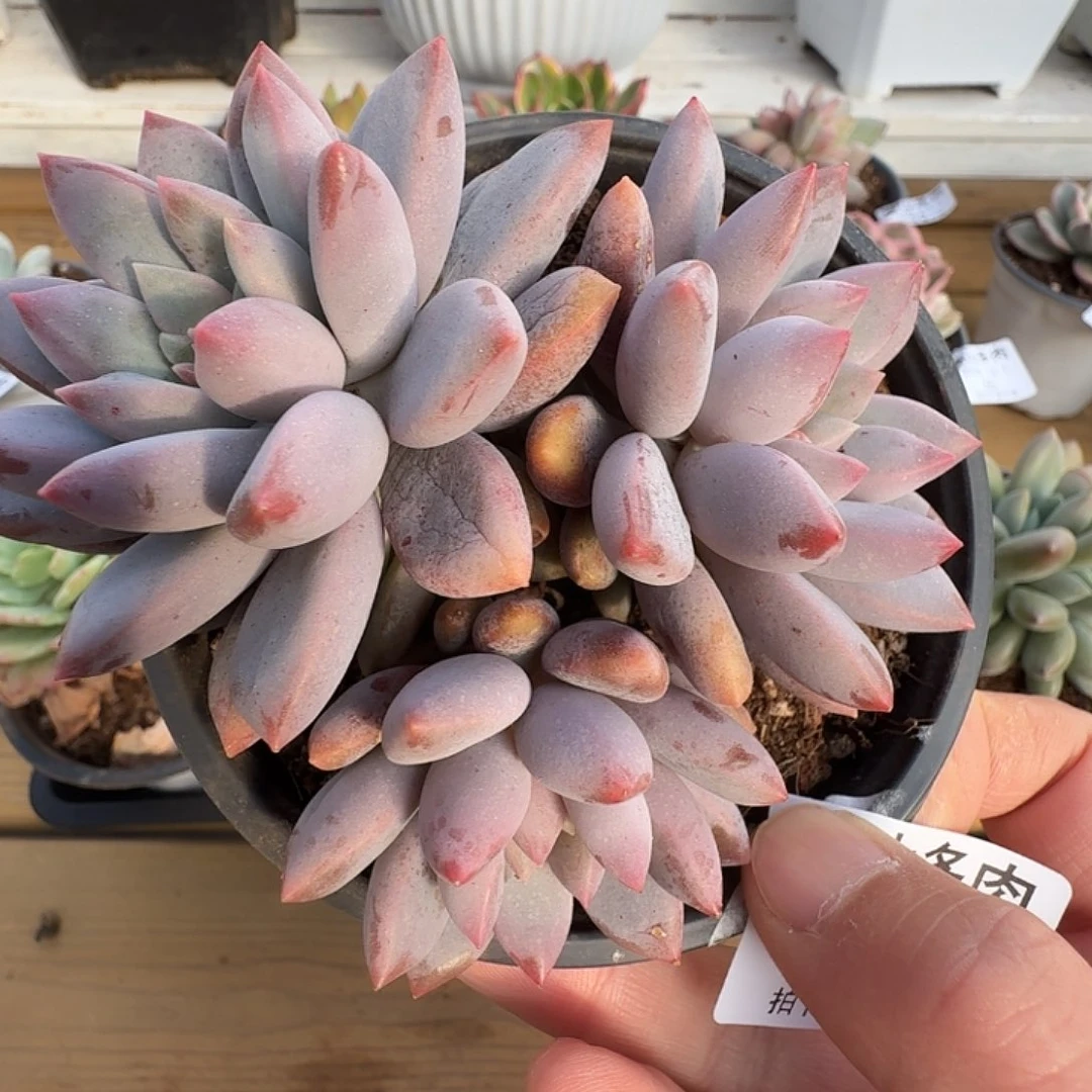 蓝精灵11111121-67