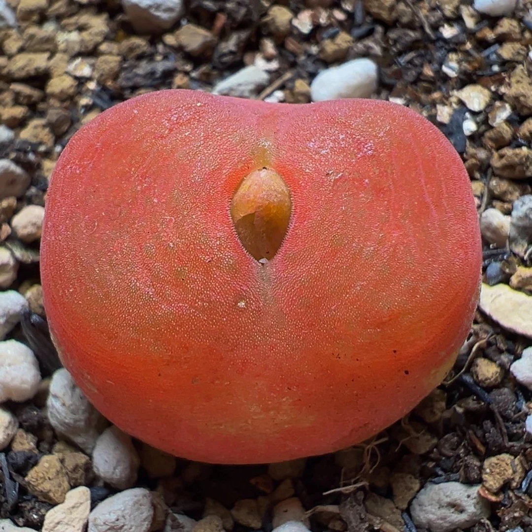 8年进口水蜜桃多肉