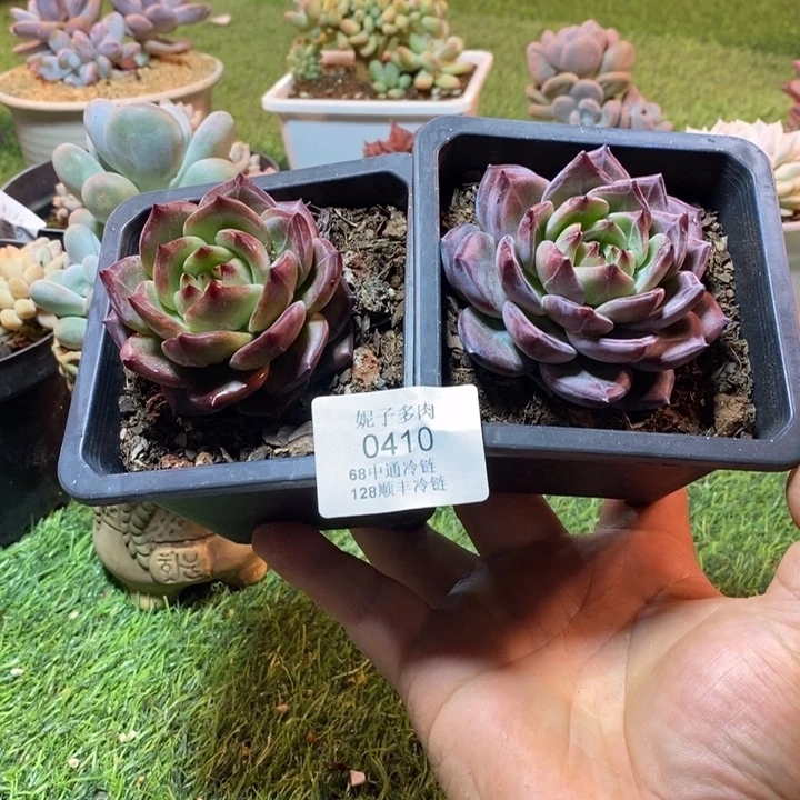╰***姐0410啊啊啊啊啊啊啊啊啊啊啊