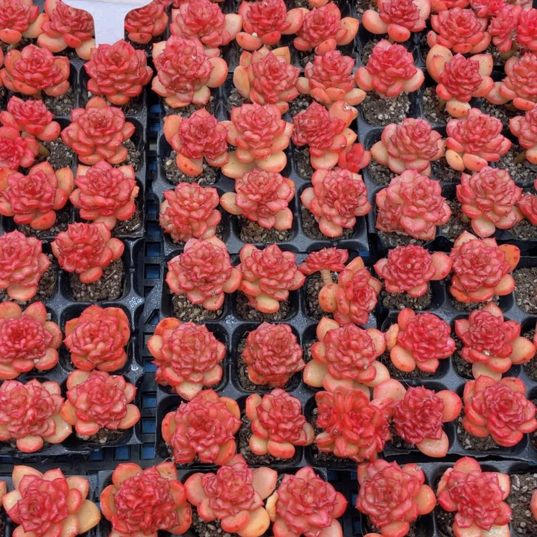 量拍16号全状态韩版苹果花组合九颗