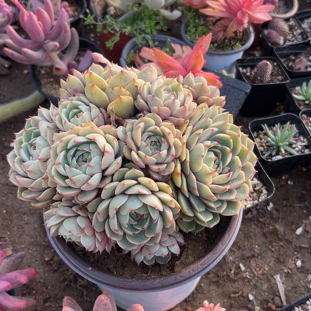 多肉植物多肉植物