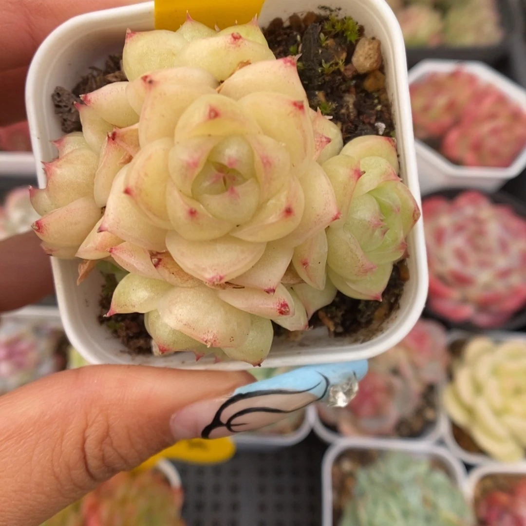 琉璃麦秆群生9741号。