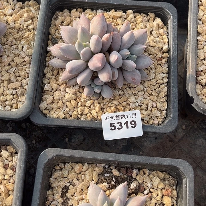 一***.阿雅园艺。        5319哥特