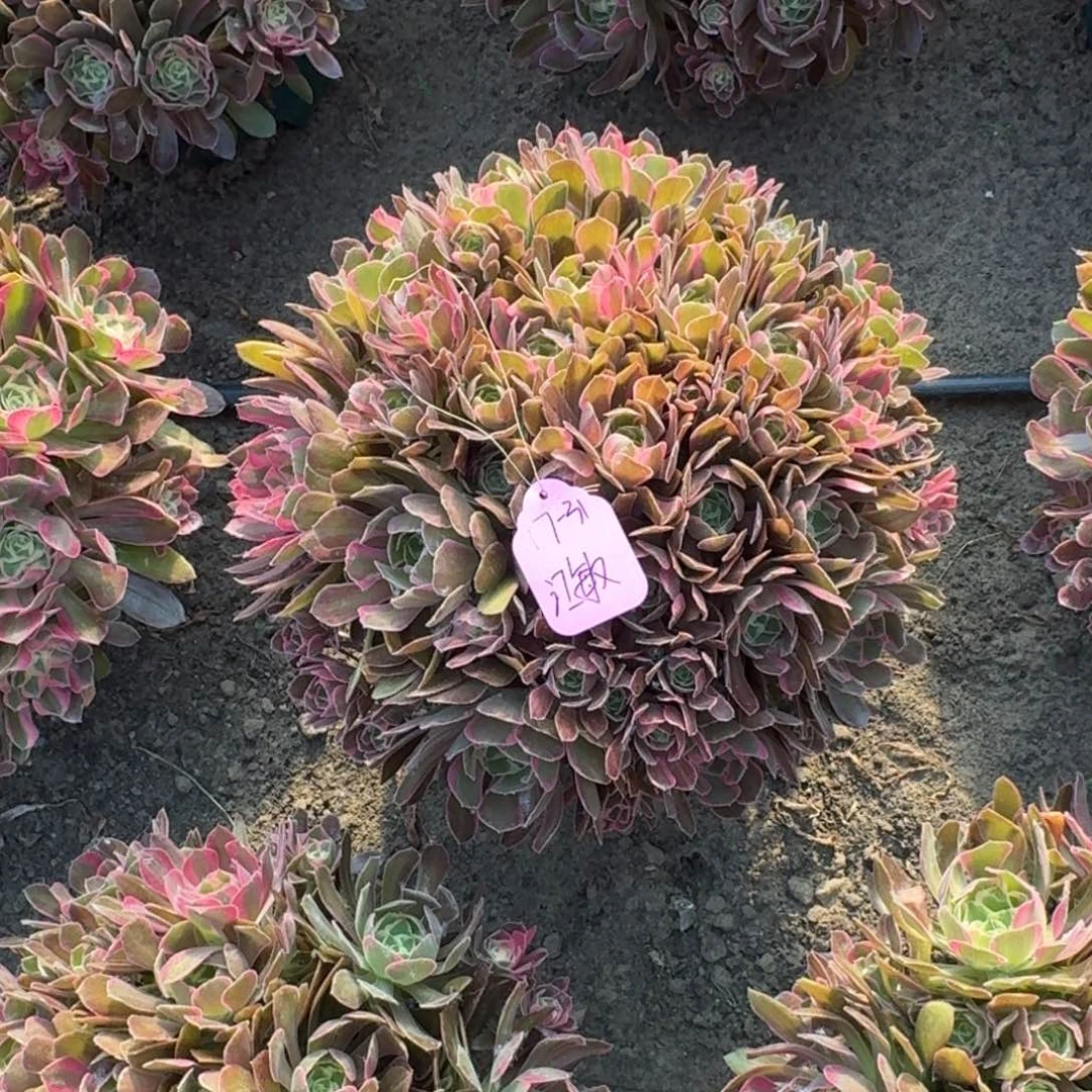 江*法师浣纱补差价17-31寄养嫩桩