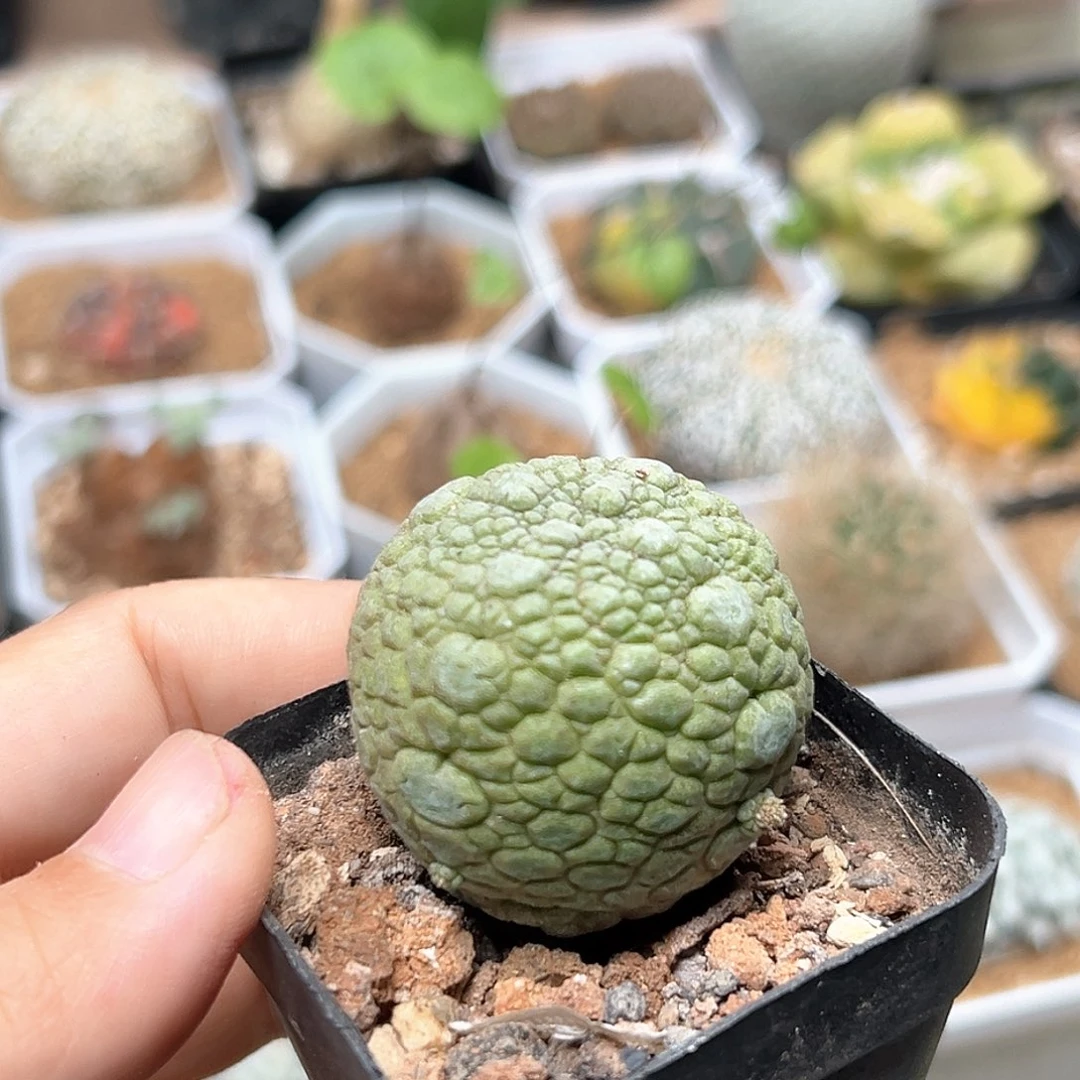 无花朵凝蹄玉实生球3.8CM
