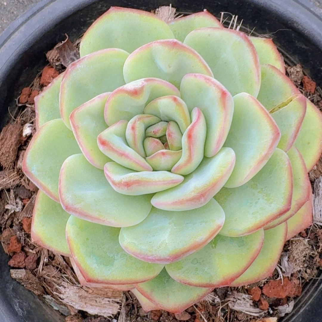 1111泡芙凡艺多肉