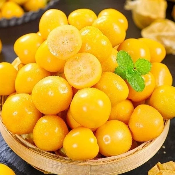 呼伦贝尔市莫旗小菇娘果新鲜采摘今年气温低熟的比较晚口感非常好