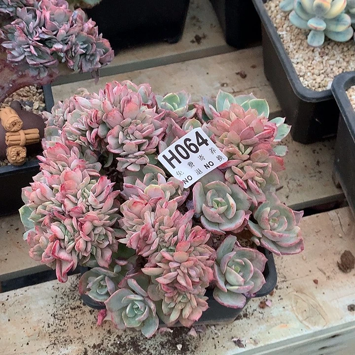 霞光缀化  非偏远38包邮节后发货请联系