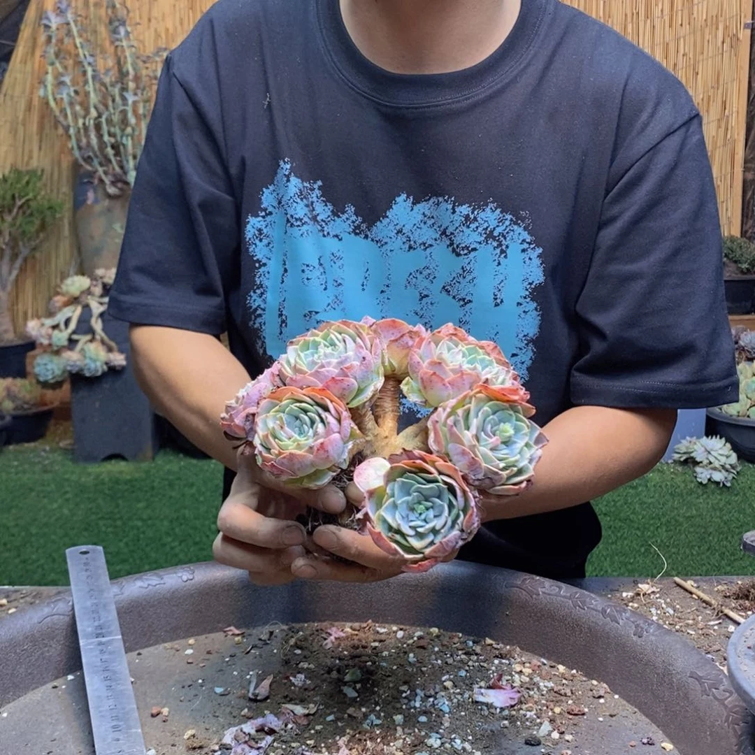 成*179号海棠花多肉