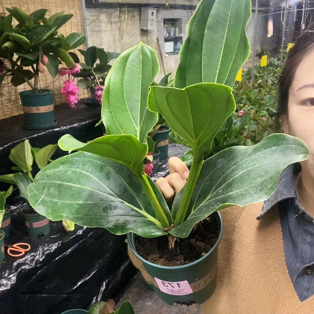 木本植物?*宁木本花卉173