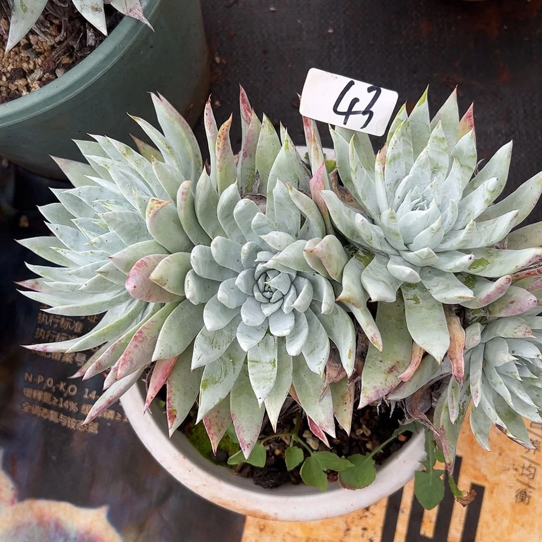 白衣圣徒仙女杯多肉。