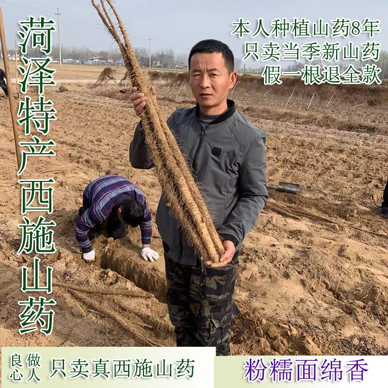 菏泽陈集西施山药自家种植新鲜采挖细点西施山药粉糯面绵蒸煮煲汤