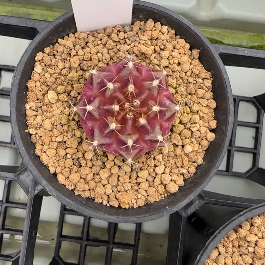 66-0225脱土发多肉下播福利