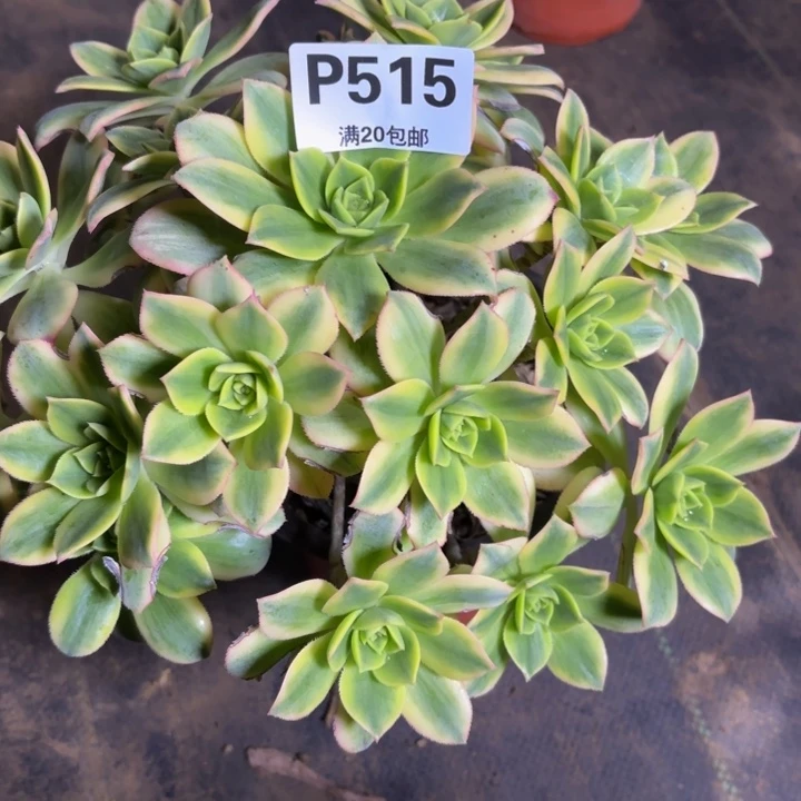 瑞妈，。。。。。。515星爆，