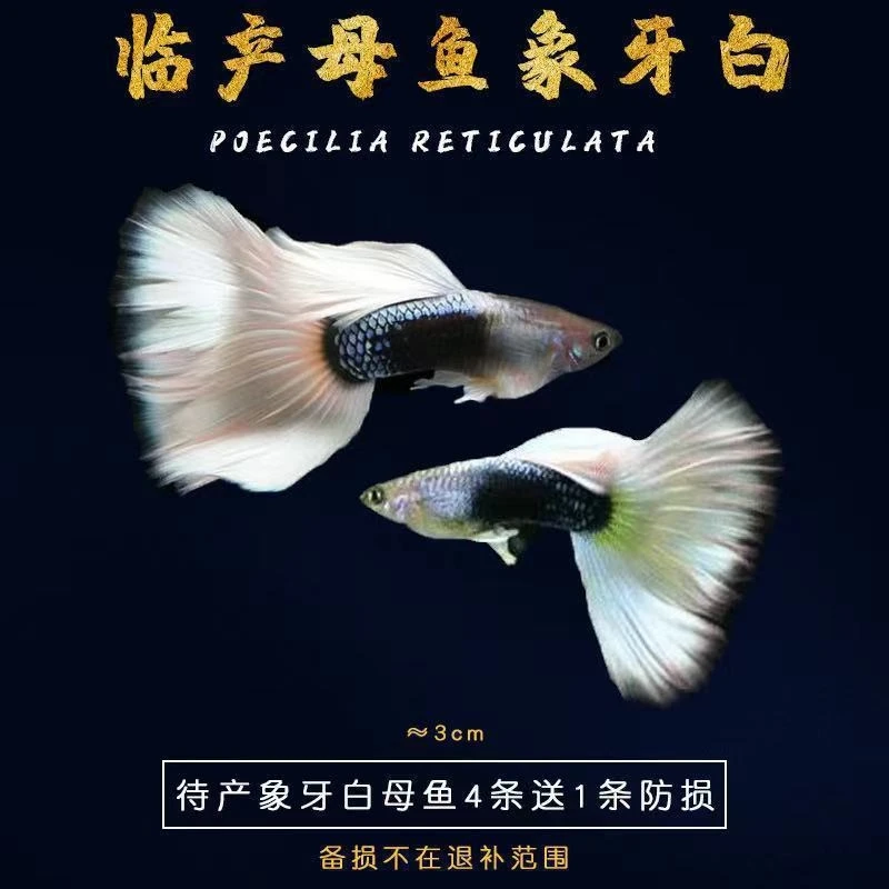 【象牙白】4条+2条备损孔雀鱼新手小白好养易繁殖小热带鱼