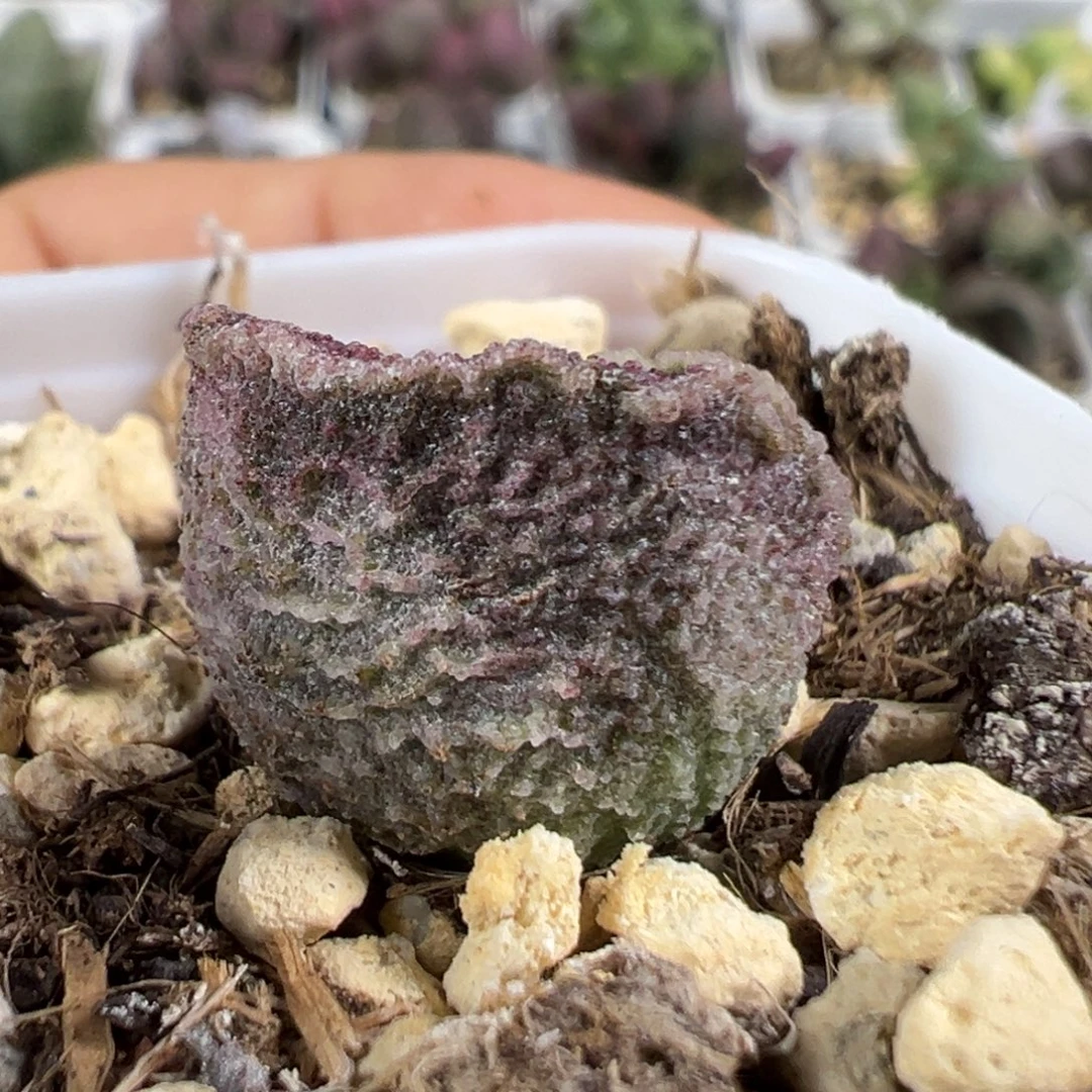 乐****w阴阳斑款实生新品多肉植物