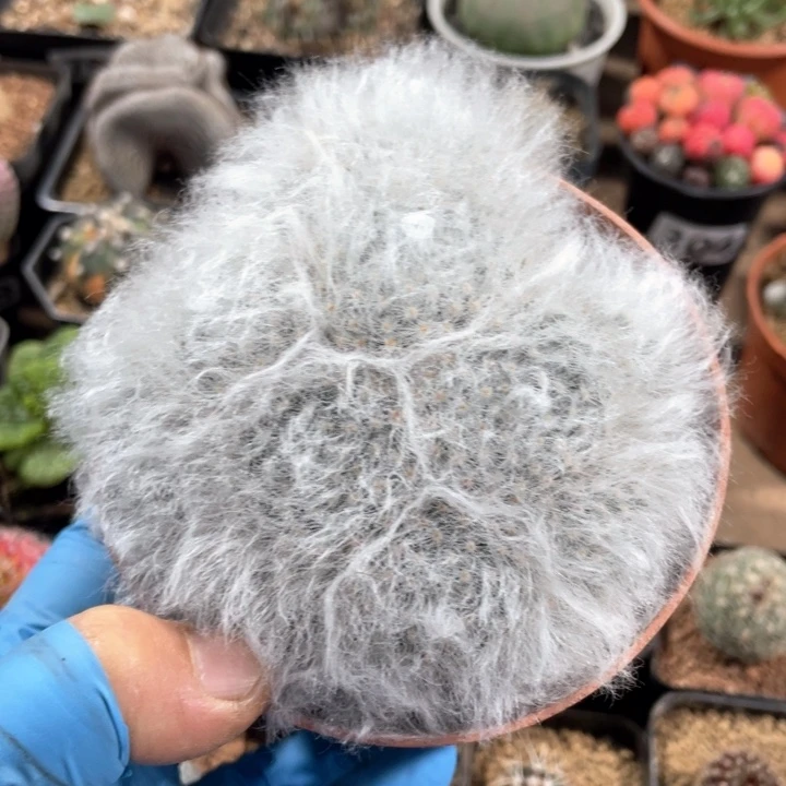 138实生无刺白云高沙