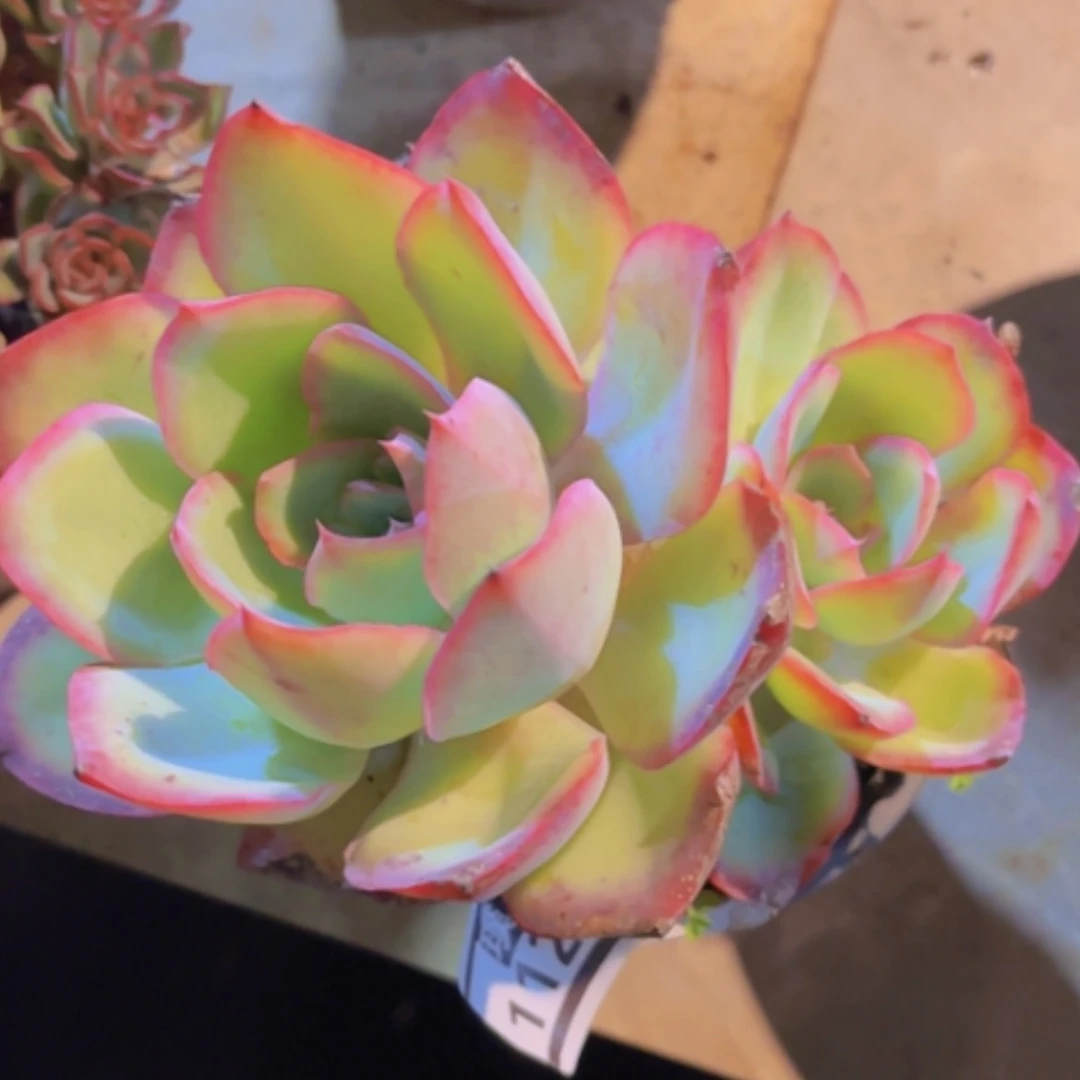 【闪购商品】美国蓝光11281