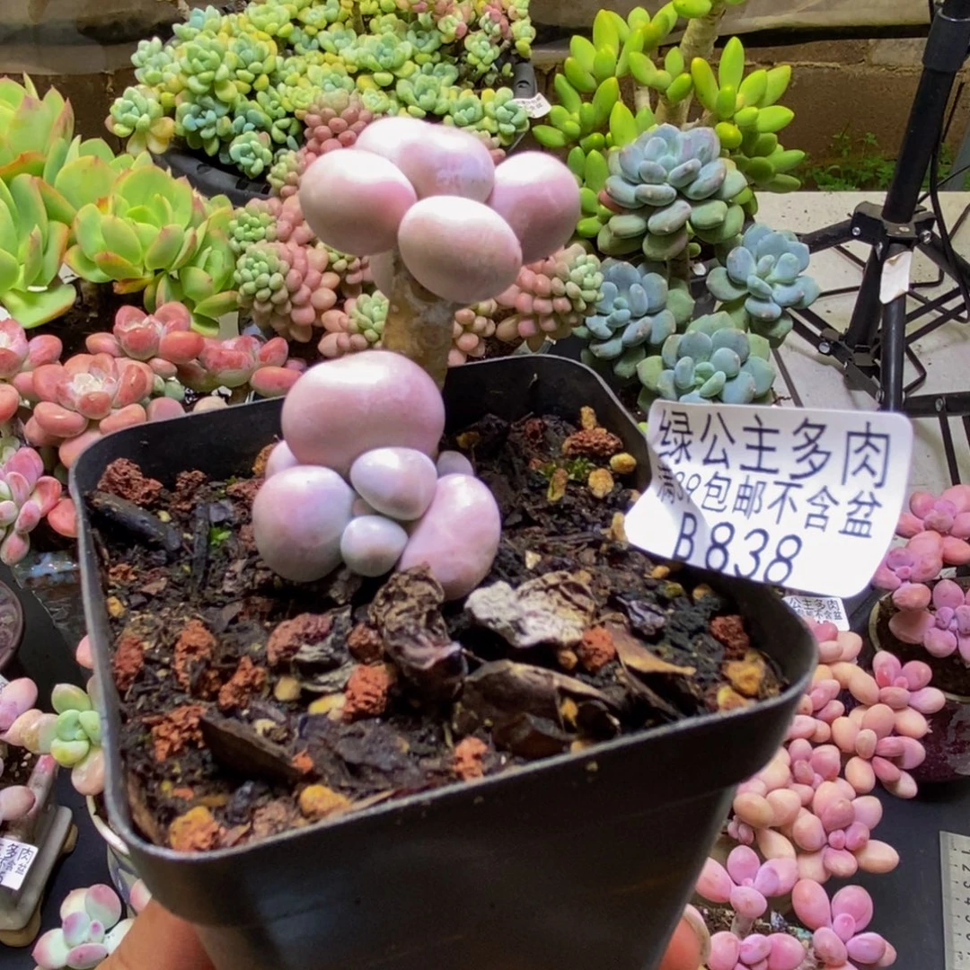838橙奶3cm多肉植物