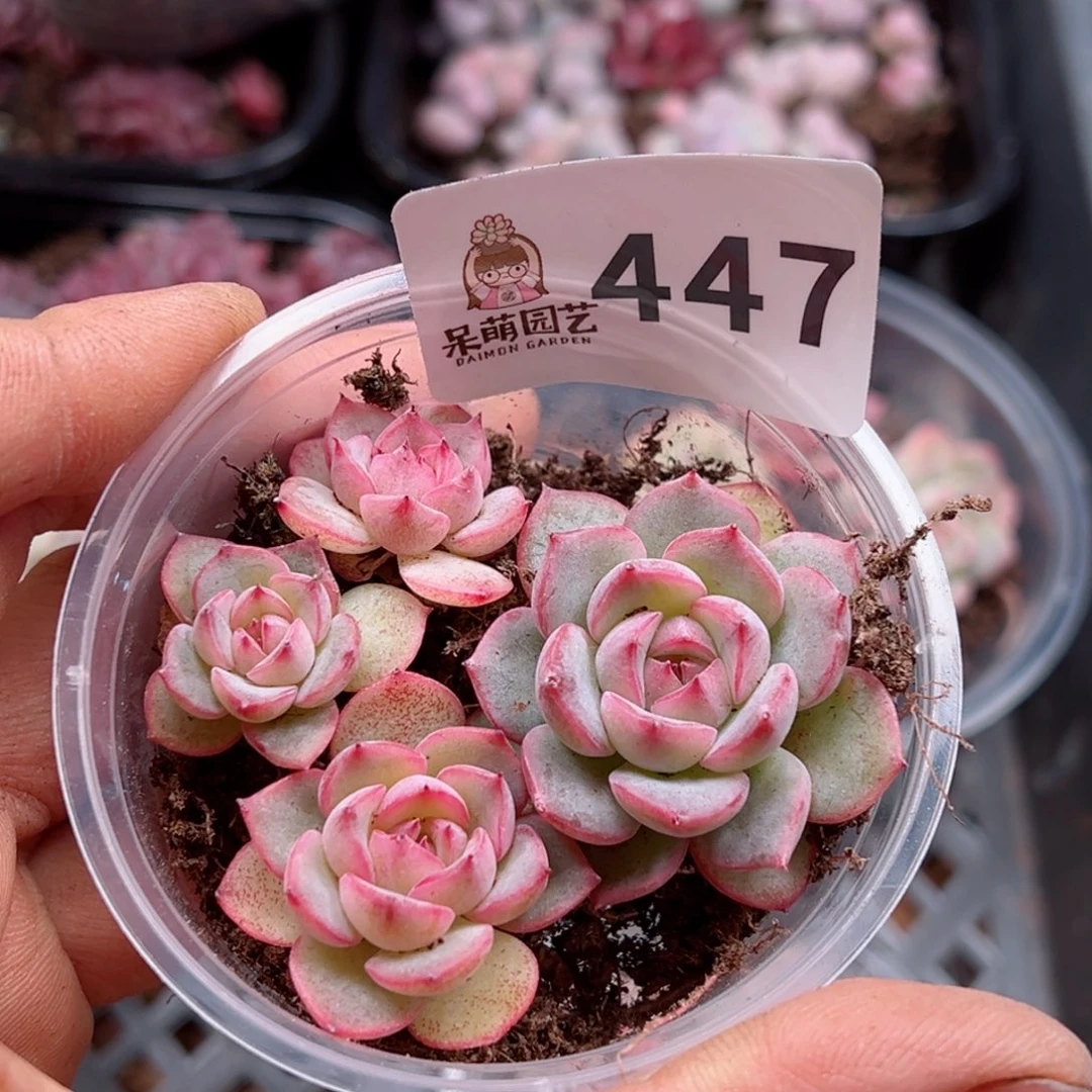 多肉植物多肉植物