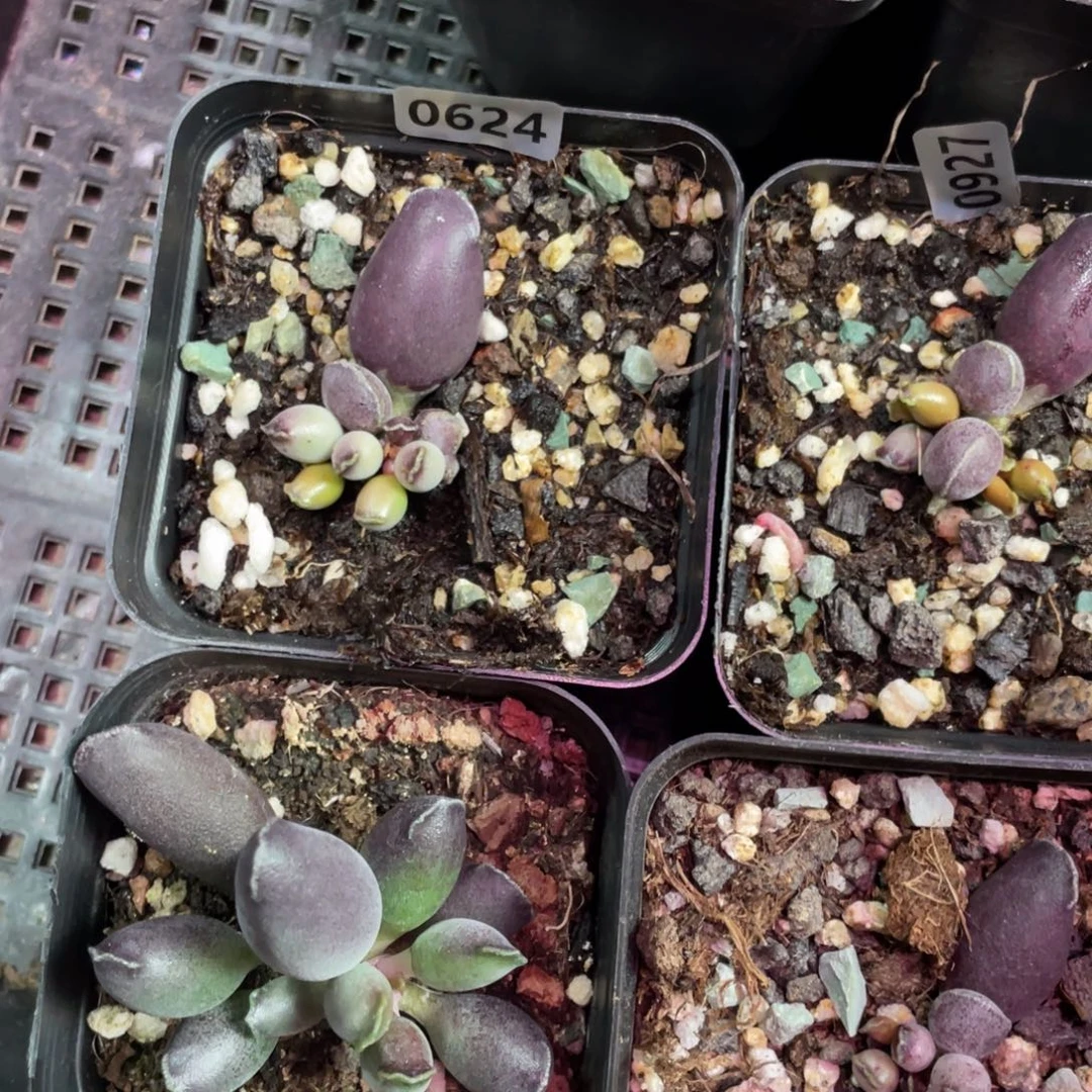 小***铛艺妓海豹多肉植物