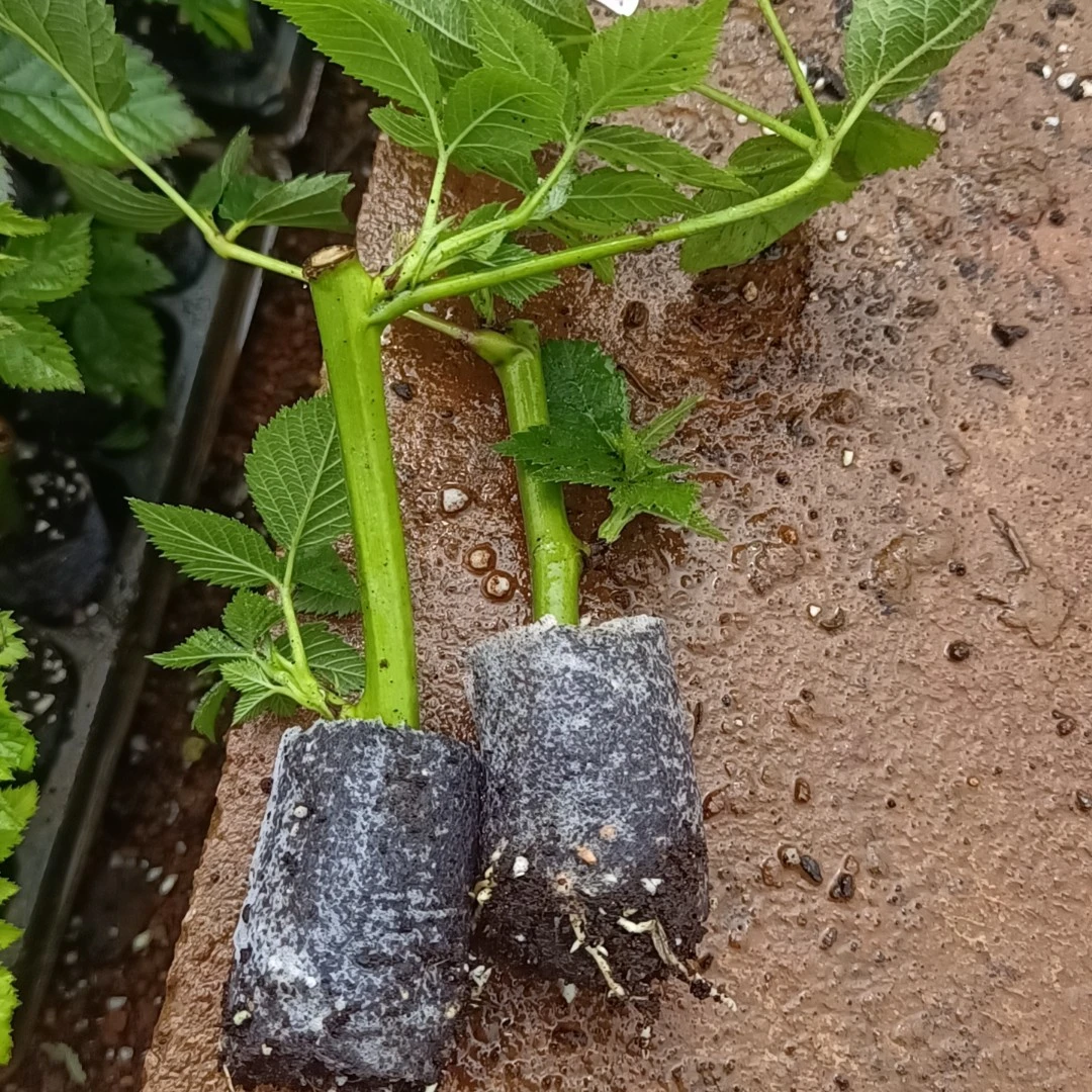 (杯苗)云南基地直发无刺黑泡黄泡多年生蔷薇科易活爬藤庭院植物