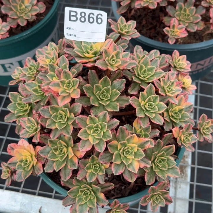 866甜茶20厘米左右