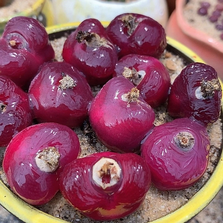 红宝石母本一颗