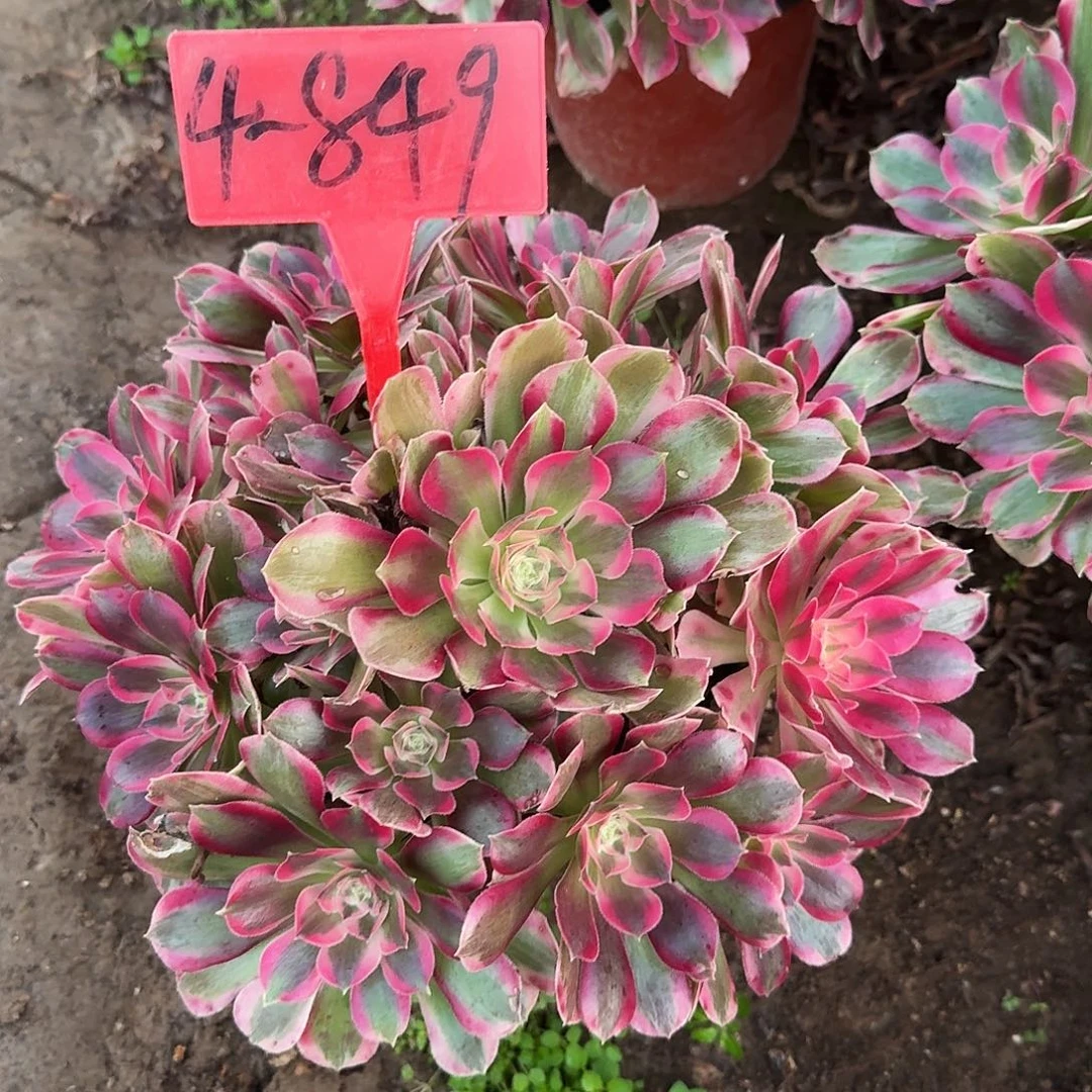 4-849女郎多肉法师