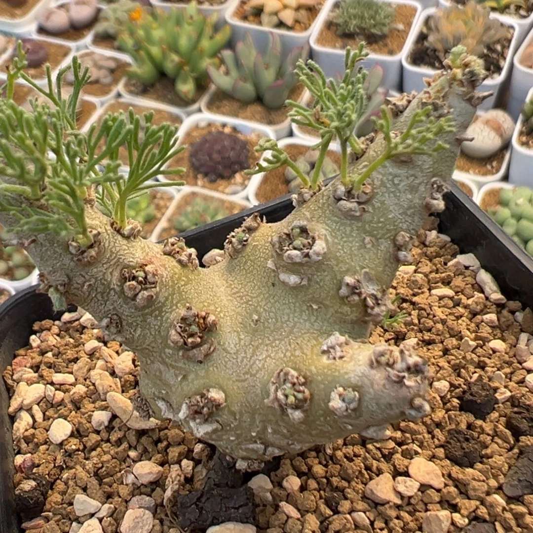 89多肉植物百科白皮月界