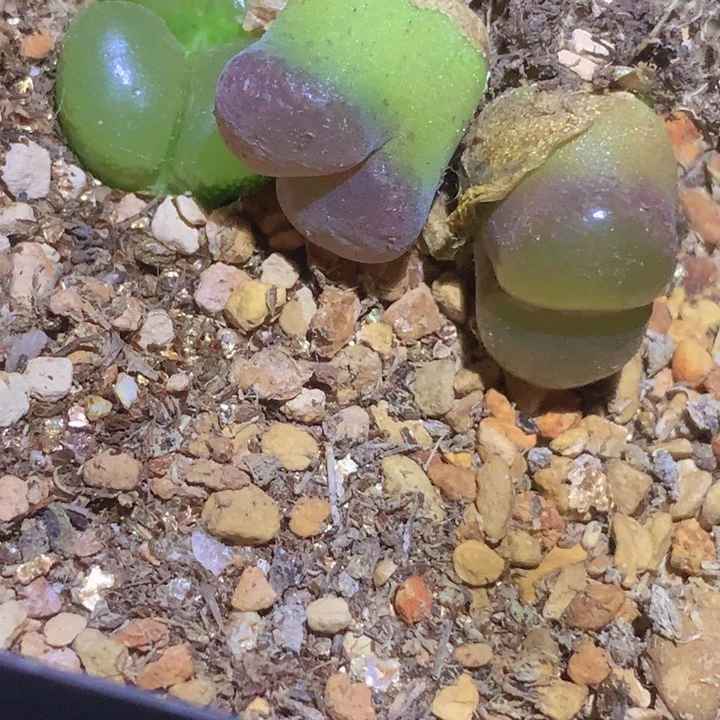 40888888895896866588669