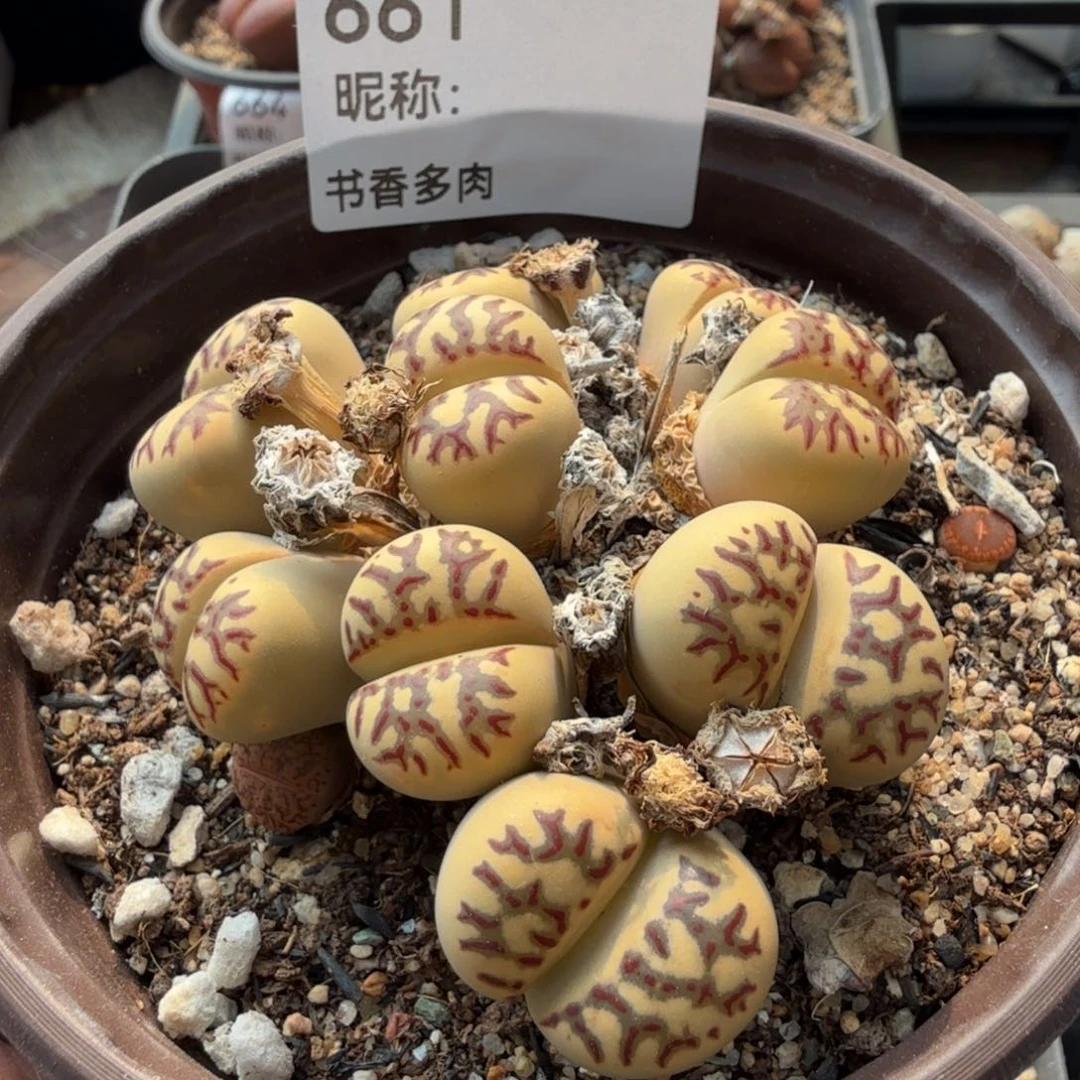 多肉植物多肉植物多肉植物