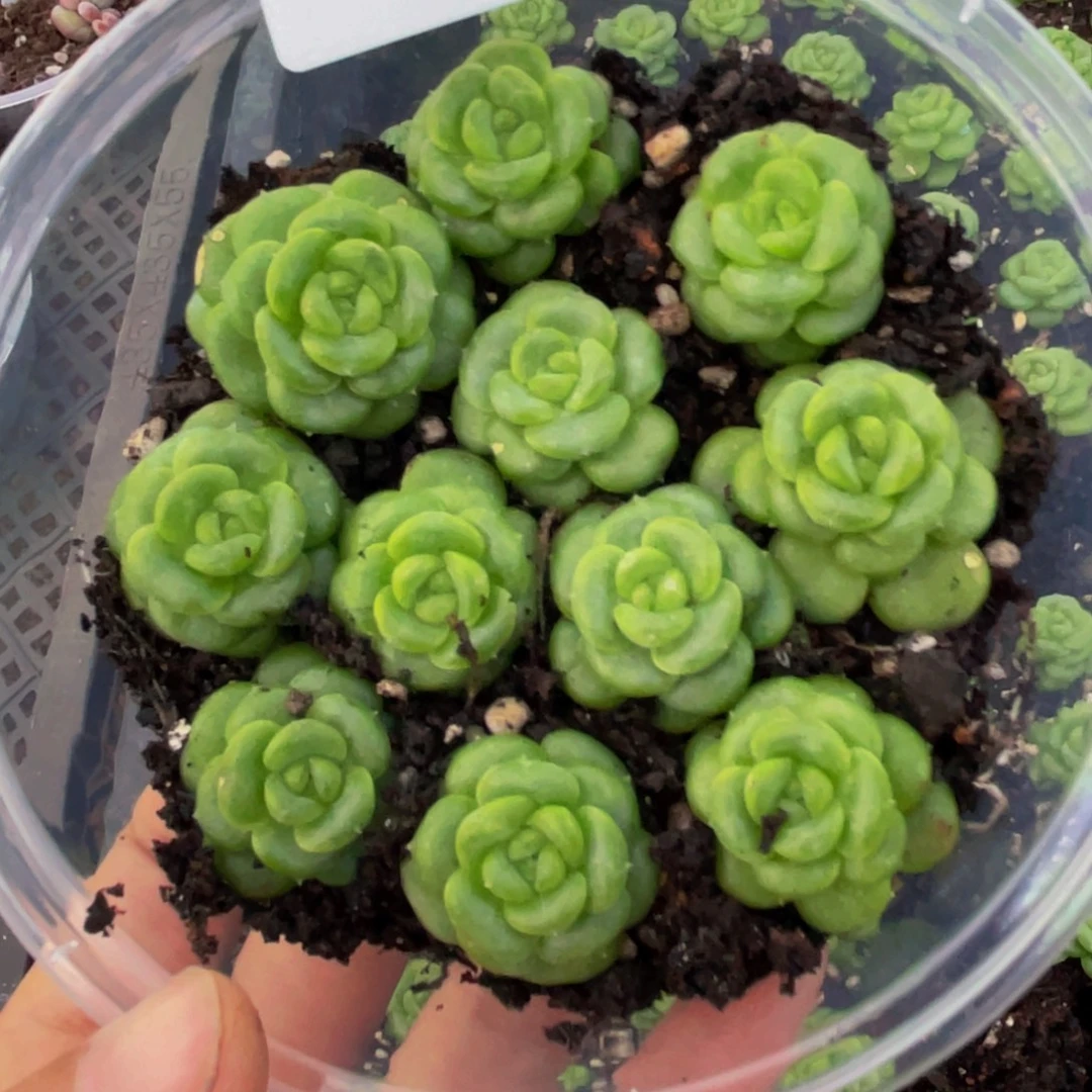 侯***2OTO多肉切糕优选DY905
