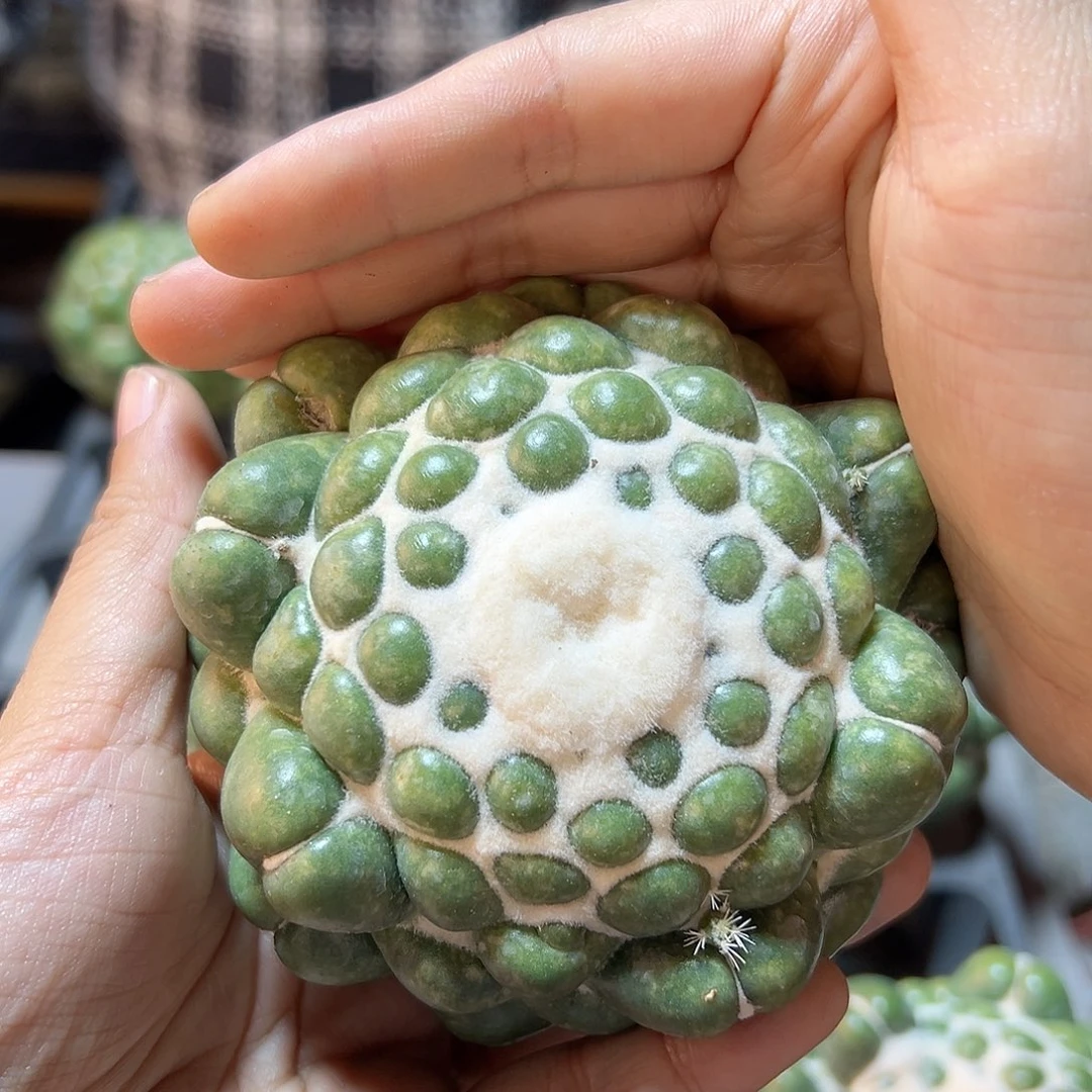 蜘蛛眼无根8公分1颗