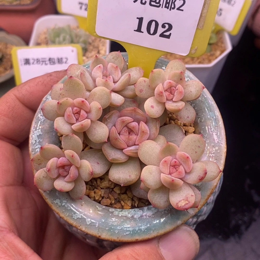 2102红恋6头手捧群