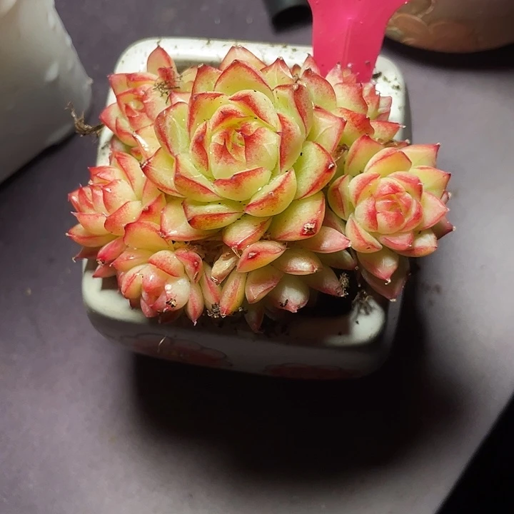 蘭***多肉植物麦秆发货