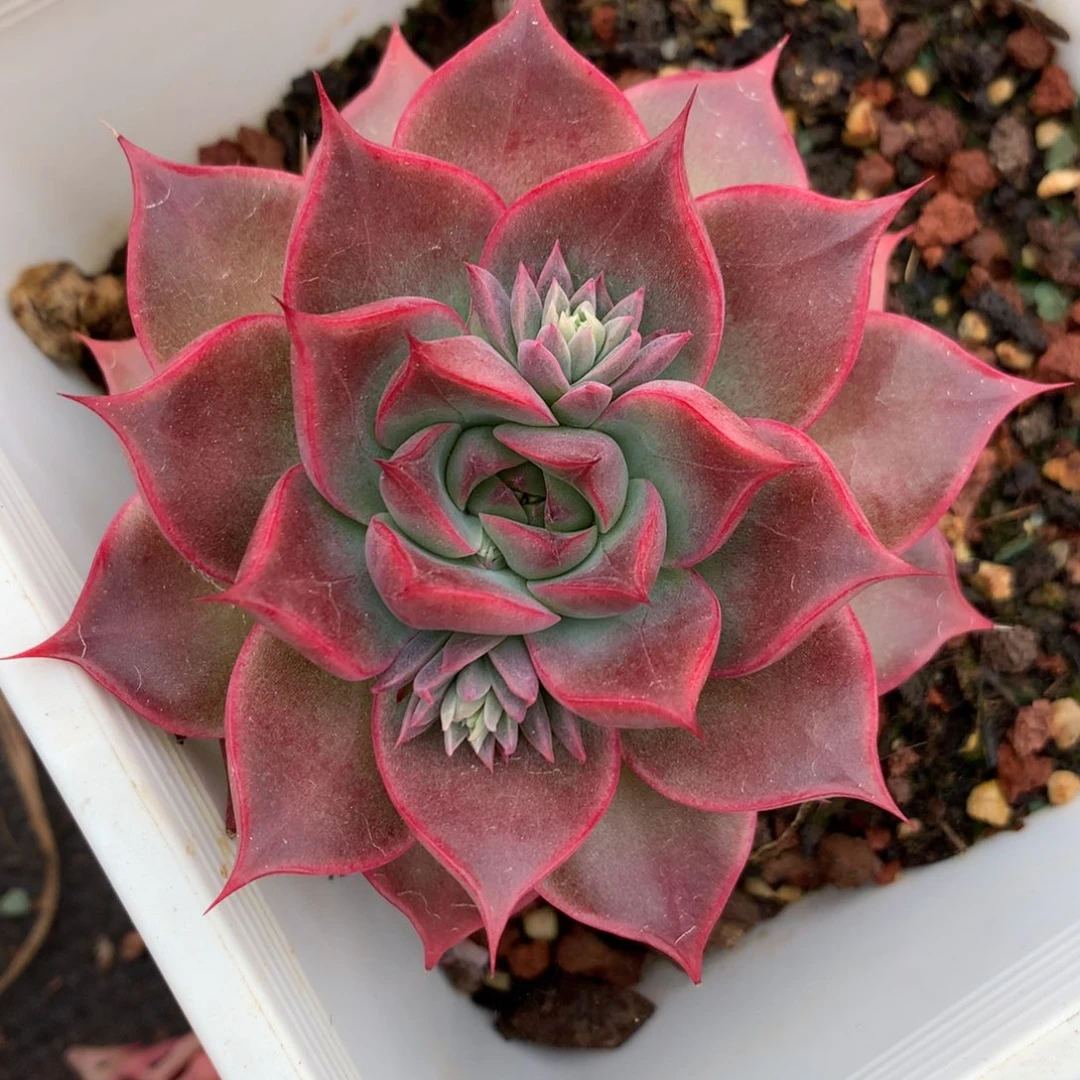 2716新年快乐发发发