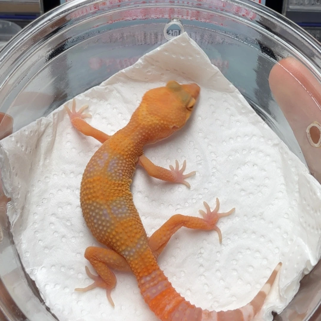 豹纹守宫阳光妹妹