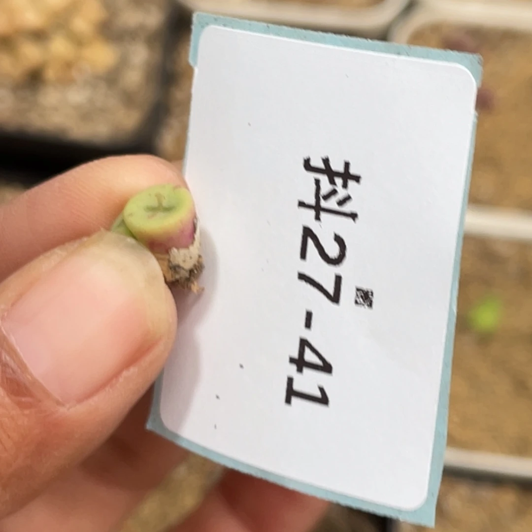 一****?27-41肉锥多肉植物