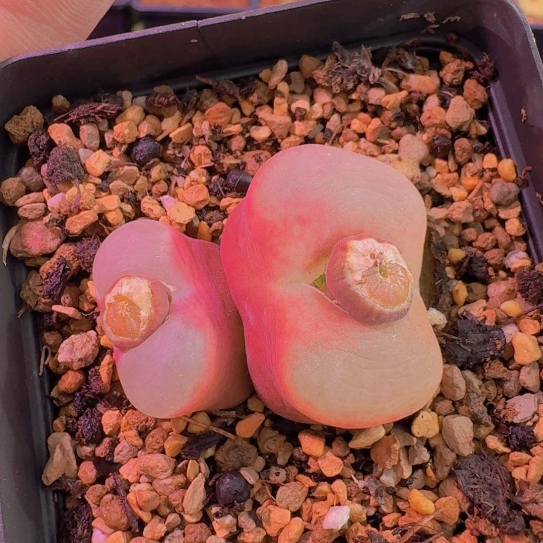 欣***友云缦新春特惠6.28趴趴熊