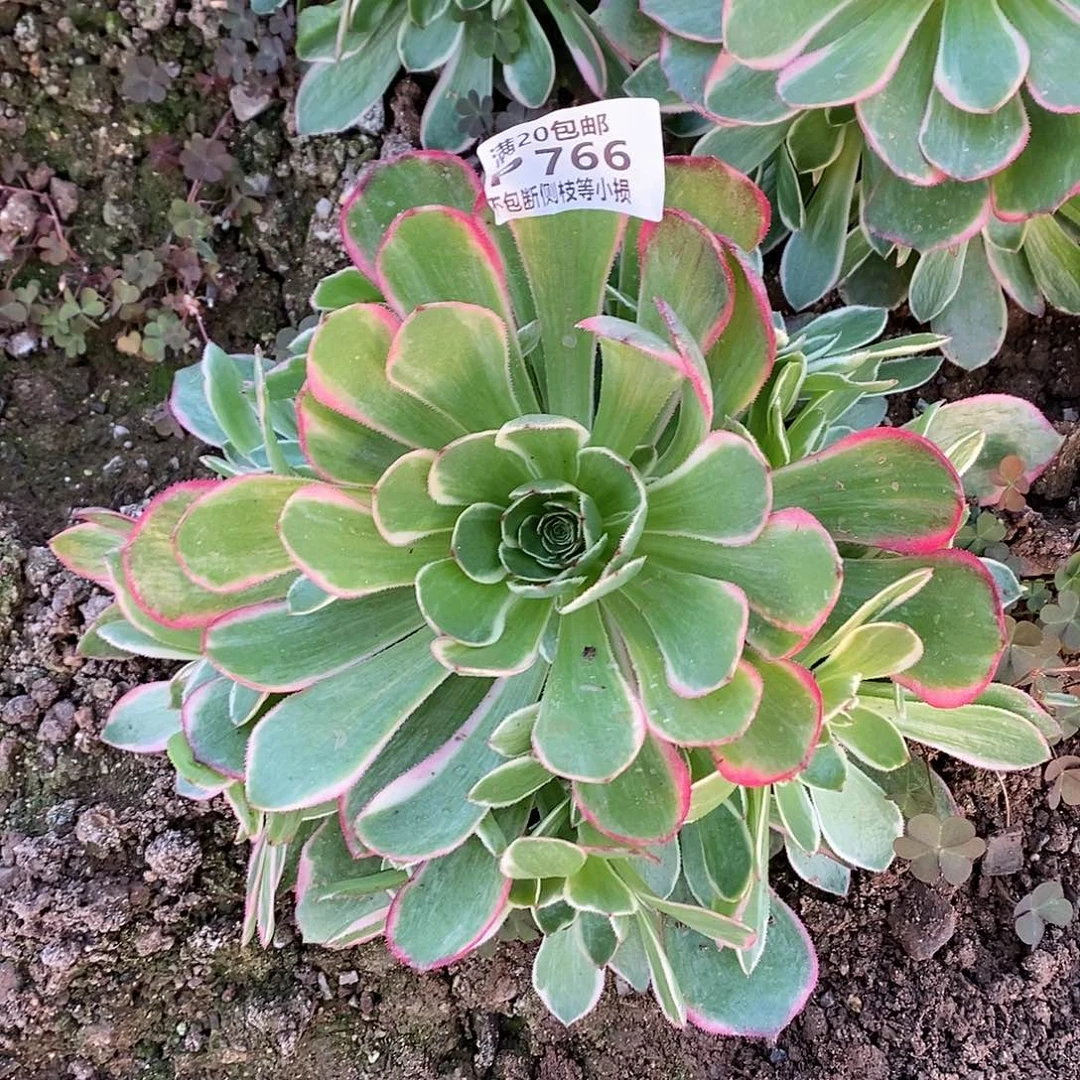 766粉花妖多肉法师锦