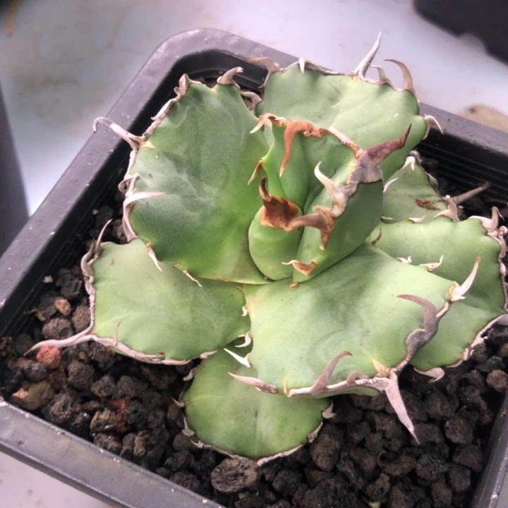 海豹仁王冠龙舌兰