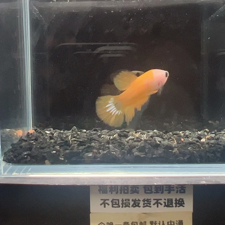 斗鱼竞拍跑单拉黑24日145