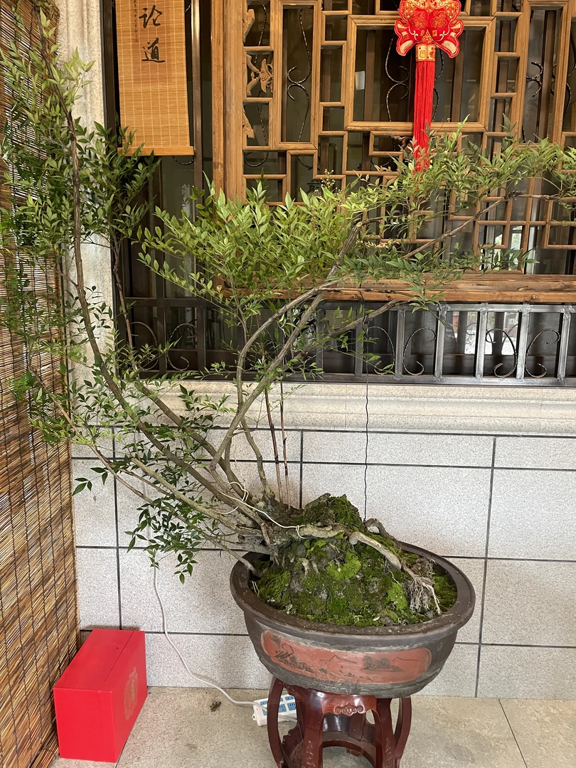 老桩斜飘南天竹室内盆栽禅意造型