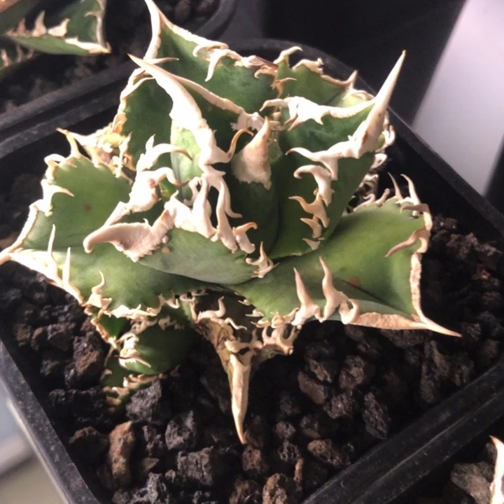 白豪刺仁王冠龙舌兰