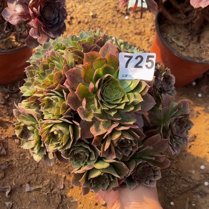 万圣杰多肉植物725