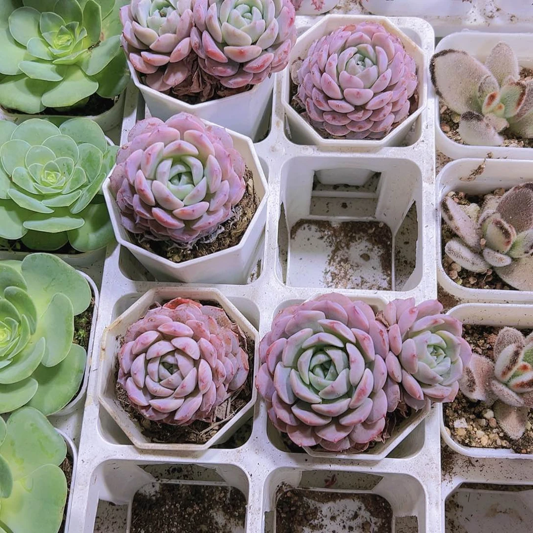 8角盆恩宠19包邮