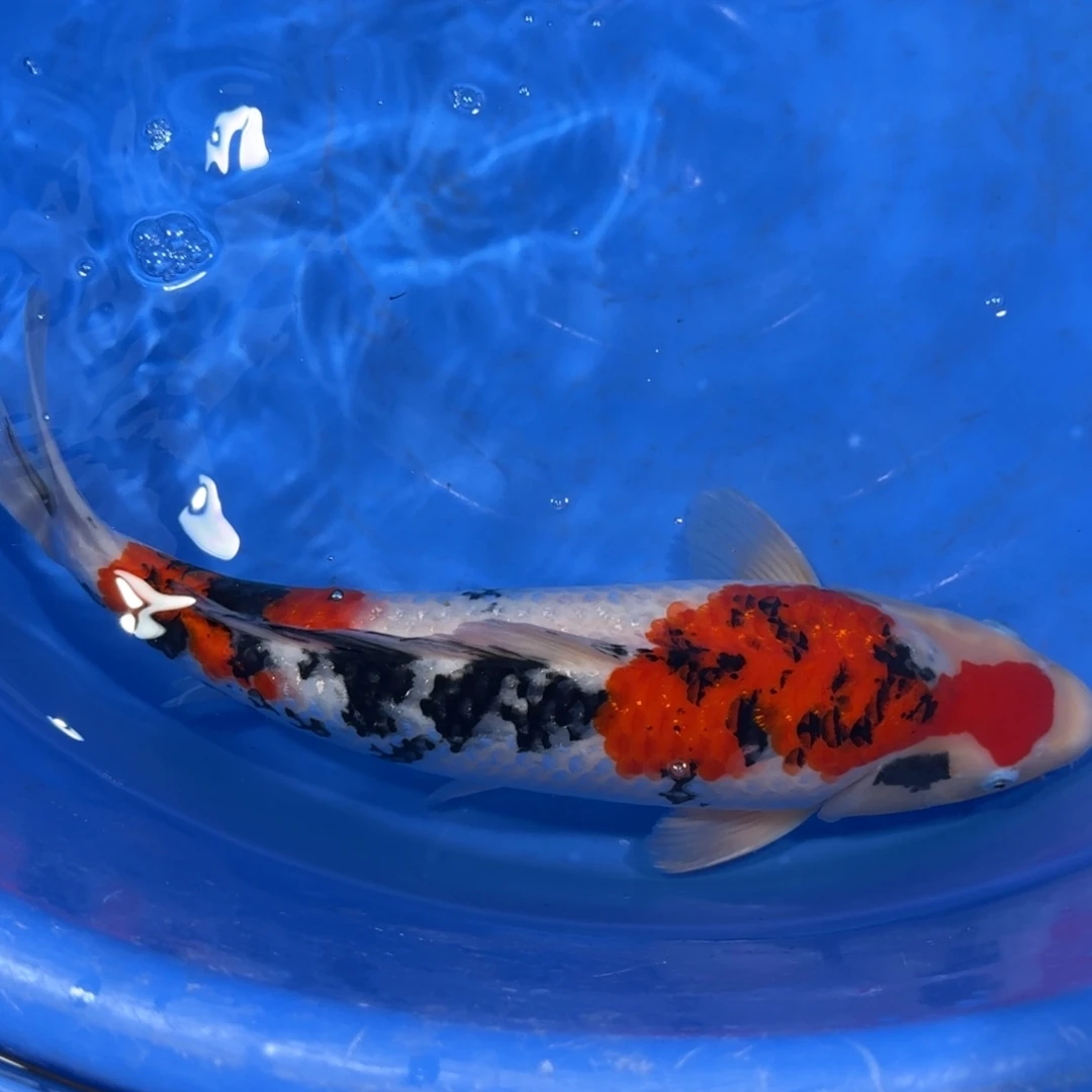 W***.锦鲤阪井大正母鱼